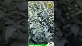 422 - Lavoura de Tomate: Controle eficaz da riscadeira/larva minadora, tra&ccedil;a, com &oacute;leo de neem