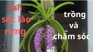 Trồng Lan Sóc Lào Đơn Giản Và Hiệu Quả Cho Người Mới Chơi