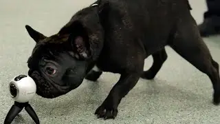 How to protect your dog, yourself from thieves