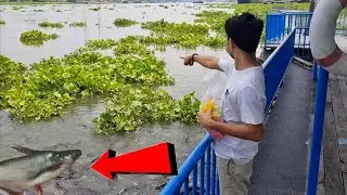 Giant Pangasius Fish - Many Catfish In Chao Phraya River Bangkok #2625