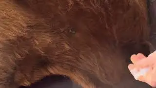 Drawing blood from the jugular vein in cattle