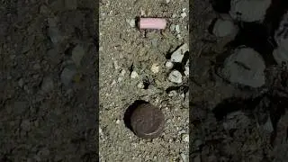 Do ants prefer a Ding Dong or a Vienna Wiener? #experiment #ants #battle #birds