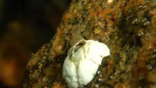 Semibalanus balanoides 2