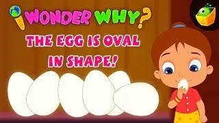 Why Egg Oval in Shape? | Knowledge Video  | CBSE Syllabus | Learning Practice for School Kids