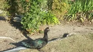 black muscovy duck