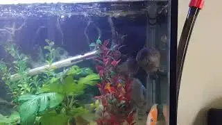 Sleepy cod Nabs the Gold fish