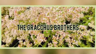 The Gracchus Brothers