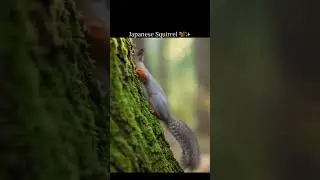 Japanese Squirrel 🐿️✨