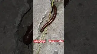 Spirostreptus ungaltuk  #savesoil #saveanimals #savelife #savetrees #planttree #nature