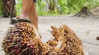 Petani sawit sukses, kalau harga TBS terus naik seperti sekarang 🫣