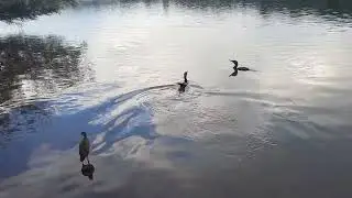 Peixes enormes no lago  #lagos  #birdslovers 