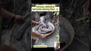 lubang di pinggir sungai ternyata sarang ikan lele babon untung gk ketawan tukang setrum ikan #fish