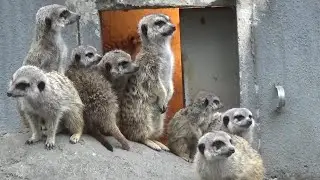 Cute meerkat baby and family  ミーアキャットの子供が可愛い&hearts; #206 【Cute animal baby videos】