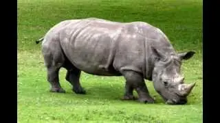 Animals | Zoo | Kids | Music | Preschool | Silly Bus