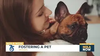 Pet Project: Foster a furry friend with JPAWS