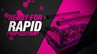 X-Stream Aeroponic Propagator from Nutriculture Grow Systems