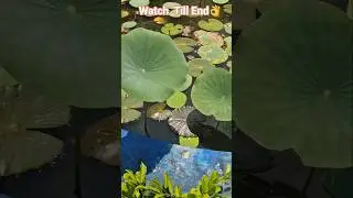 ✨️🤩😍LOTUS POND😍🤩✨️