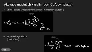 Biochemie 26 - Oxidačn&iacute; &scaron;těpen&iacute; mastn&yacute;ch kyselin