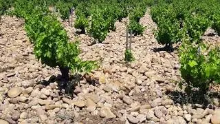 Gabriel Meffre Chateauneuf-du-Pape, Rhone, France