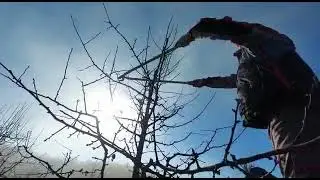 Uslužna rezidba kru&scaron;ke