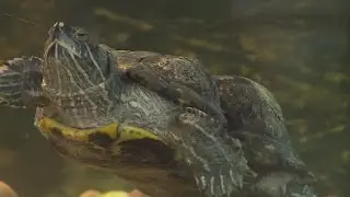 Peanut the turtle turns 41 years old