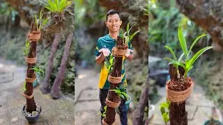 CARA PASANG ANGGREK DI POHON PAKIS
