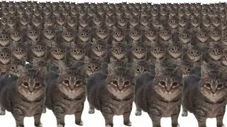 Cat Disco Club | Funny Cats Dancing Like a Nightclub Party‼️