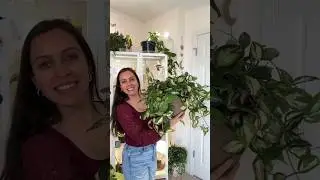 This is why I think you need a Hoya in your life! #plants #hoyaplant #plantcollections