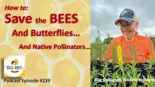 How to Save the Honey Bees, and Butterflies, and Other Pollinators