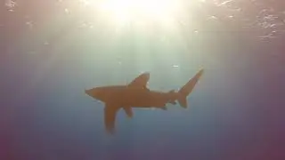 Shark attacks its own Pilot fish!