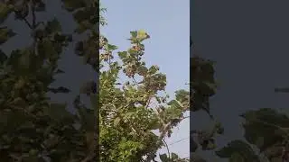 Birds Eating Fruits
