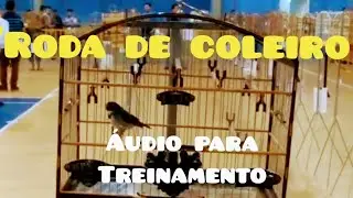 RODA DE COLEIRO  &aacute;udio para treinamento