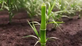 🎍 Bamboo: Fast-Growing Privacy Screens! #shorts #ai #bamboo #plantlovers #plants #2026