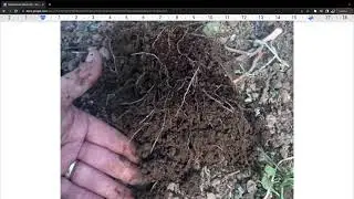 Alge Marine pentru rosii  tomate extract de alge marine