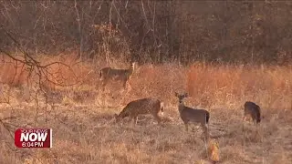 Ohio gun deer season opens Monday, motorists urged to use caution