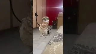 🤣 APT | versi 🦉😂 india | (o (@ #couple #bucin #apt#couplegoals