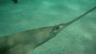 Pesce Sega all'Acquario di Genova