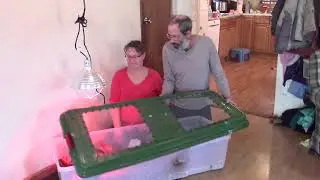 DIY Chick Brooder