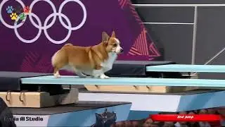 Dog Olympics Diving Showdown #corgi #chiwawa #dachshund #doggie