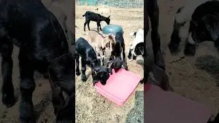 Pure Black Bengal Goat kid 🐐|| Black Bengal Goat kid 🐐🐑 || #goat #shorts #GouriGoatFactoryOdisha