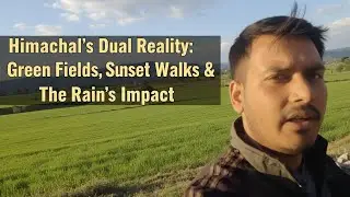 Himachal's Dual Reality: Green Fields, Sunset Walks & The Rain's Impact 