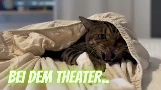 ..noch eine 2. Bengal Katze 😱 tue ich mir das wirklich an?? ￼