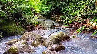 Serene Water Flow Through Moss-Covered Stones Beneath Thick Jungle Canopy &ndash; Nature Sounds for Peace