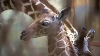 Ja Morant Meets Ja Raffe [his 