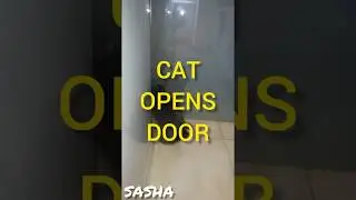 Funny cat - CAT ESCAPE - Cat Opens Sliding Doors - Funny video Smart Cat meowing