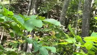 Popping out of nowhere (calling in squirrels with home made squirrel call) 