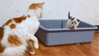 Cat hits Kitten every time Kitten use the litter box