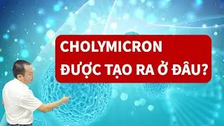 Chylomicron Được Tạo Ra Ở Đ&acirc;u? | Lipoprotein Lipase &ndash; Phần 1