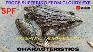 Amazing rare Indian monster Frogs with cloudy eye defects | External morphology | Adaptations | SPF