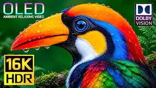 Extreme 16K Details HDR Display Test | 120fps Nature OLED Showcase for 4K & 8K OLED TV